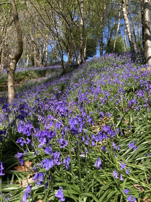 bluebells